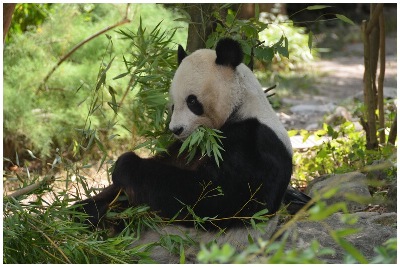 Zoo Schönbrunn