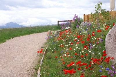 Blumenwiese bei Langfenn