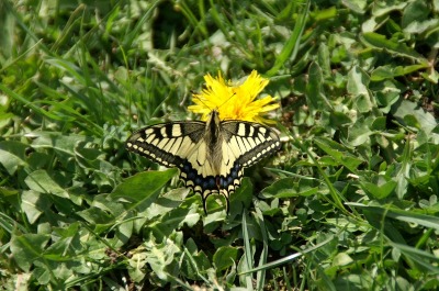 Schmetterling