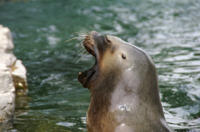 Seelöwe im Tierpark Schloss Schönbrunn