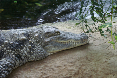 Krokodil im Tierpark Schönbrunn