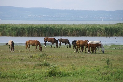 Nationalpark Neusiedler See