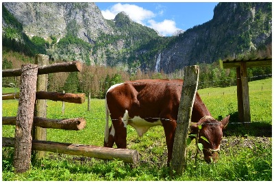 Blick von der Fischunkelalm auf den Röthbachfall